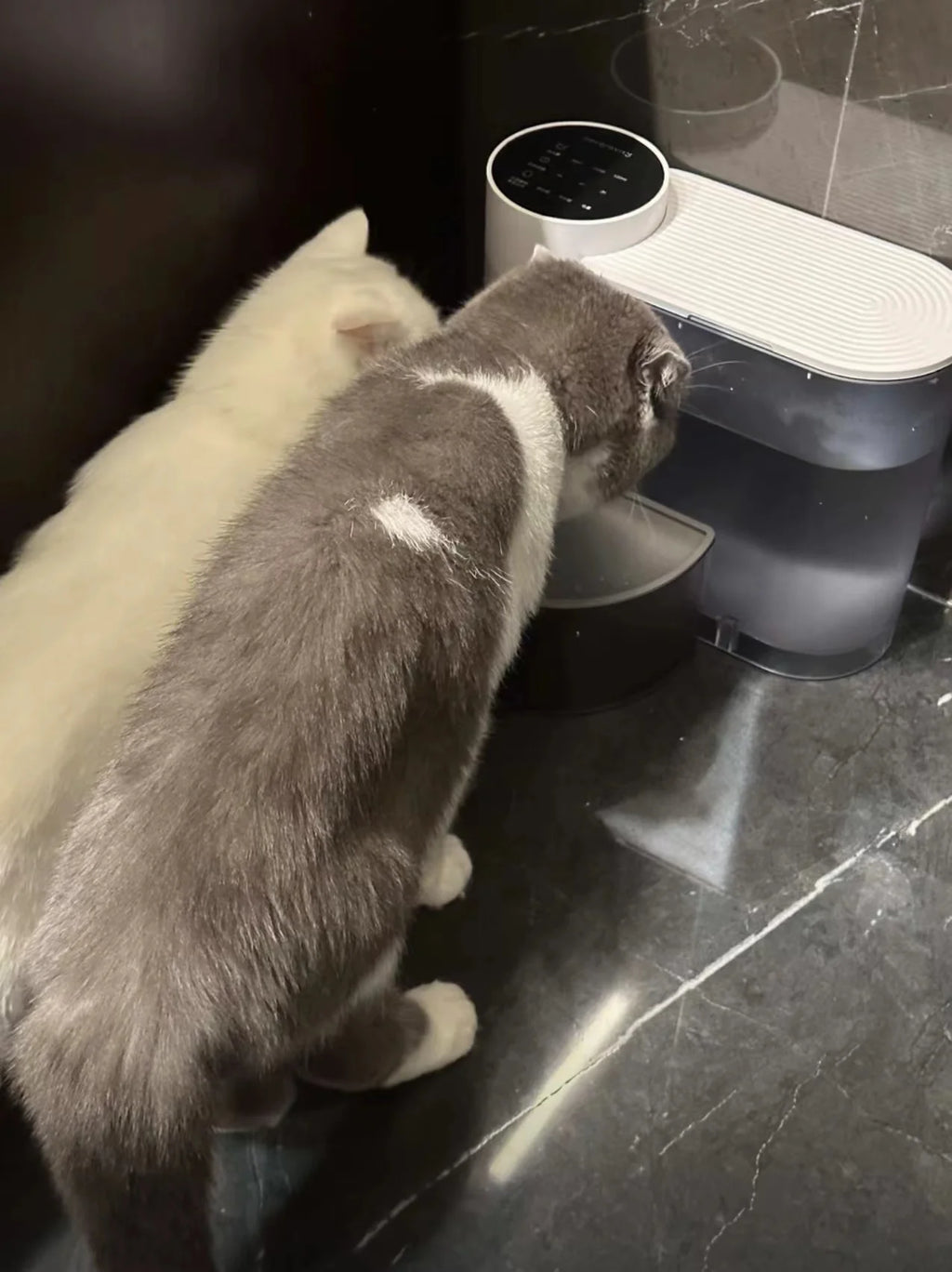 Smart Pet Water Dispenser – Auto-Flowing & Self-Cleaning
