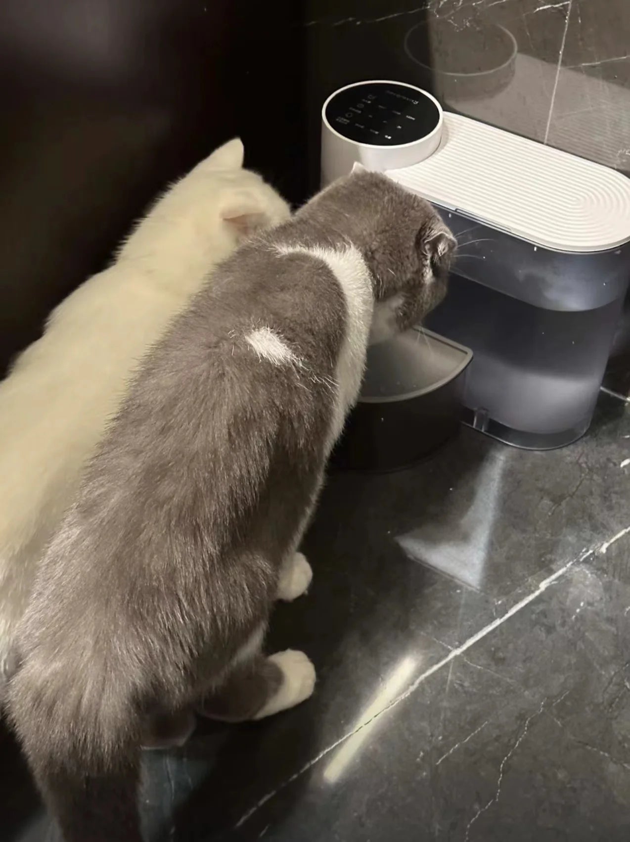Smart Pet Water Dispenser – Auto-Flowing & Self-Cleaning